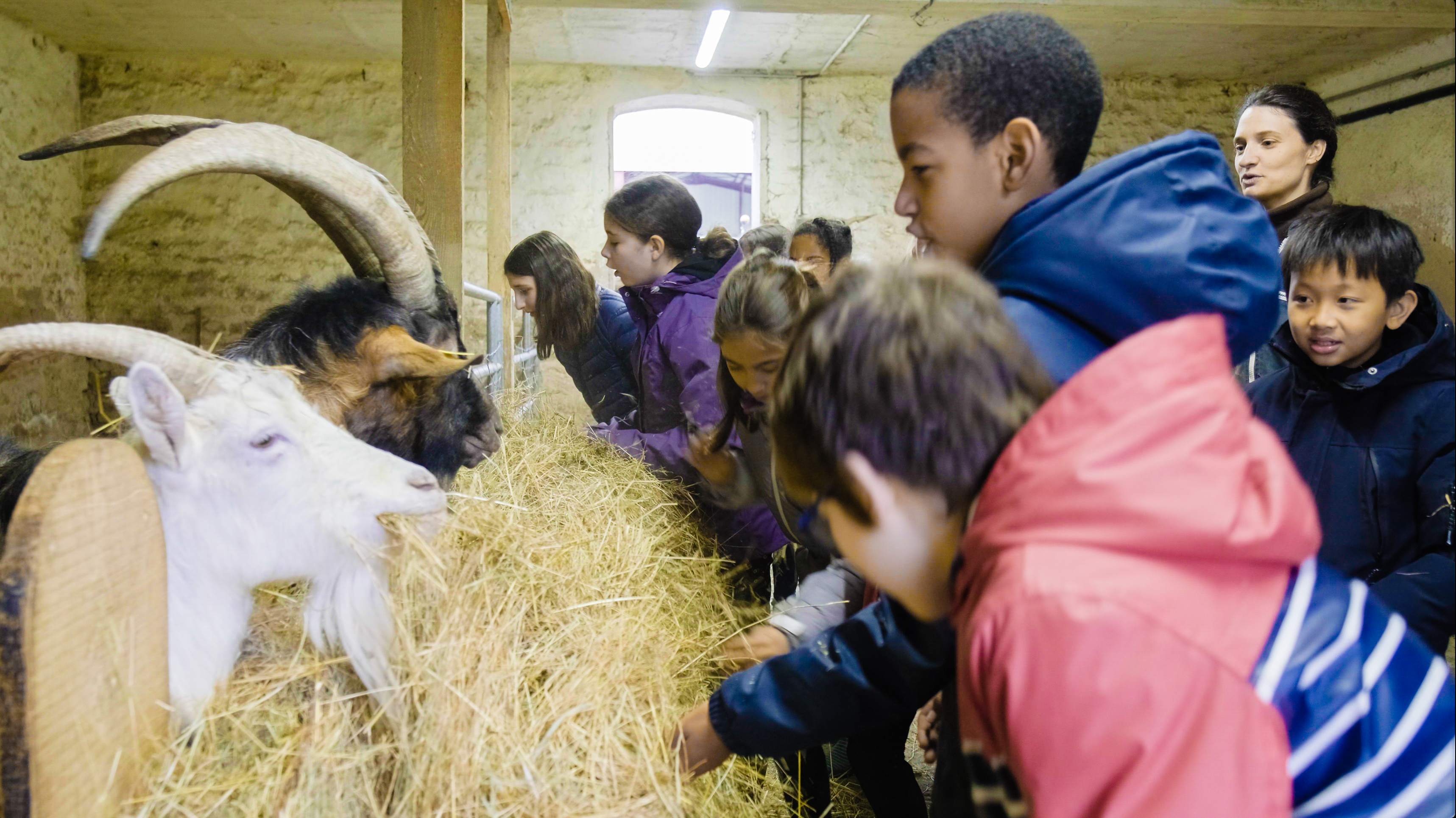 Petite graine de fermier - Image 2