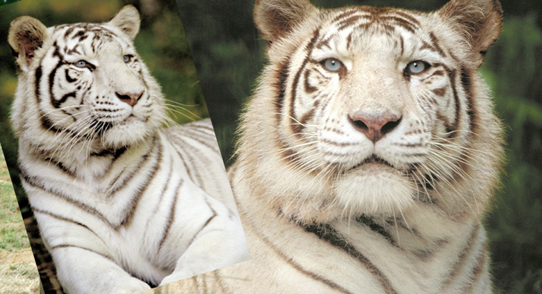 Zoo & Compagnie - Image 1