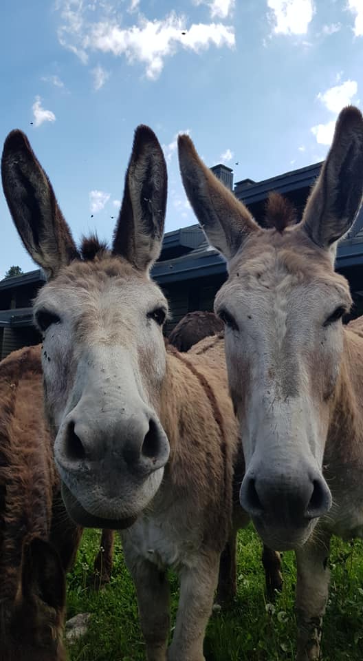 Les trappeurs Catalans - Image 2