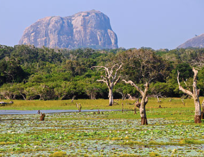 Voyagez au Sri Lanka - Image 2