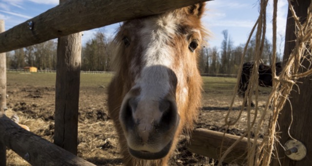 Passion équitation hiver au château - Image 2