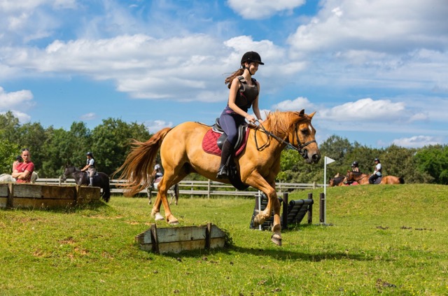 Colonie 100 % équitation dans la Nièvre  - Image 2