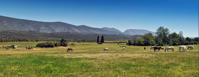 Colo équitation, art et vie à la ferme junior - Image 2