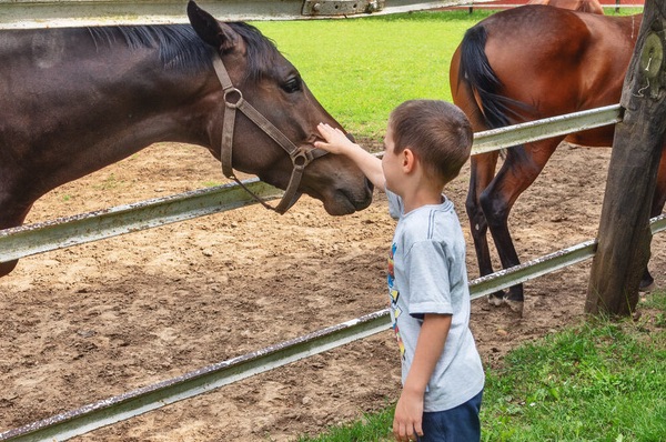 Colonie de vacances 100% équitation ados - Image 2