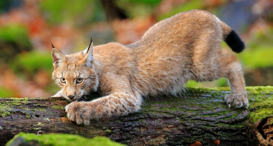 Colonie de vacances Ecozonia - Image 2