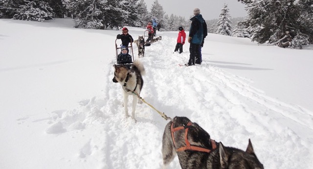 Chiens de traîneaux et ski alpin dans les Pyrénées - Image 2