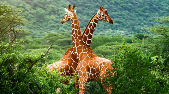 Afrique du Sud - Image 2