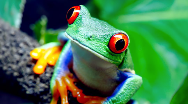 Costa Rica - Image 1