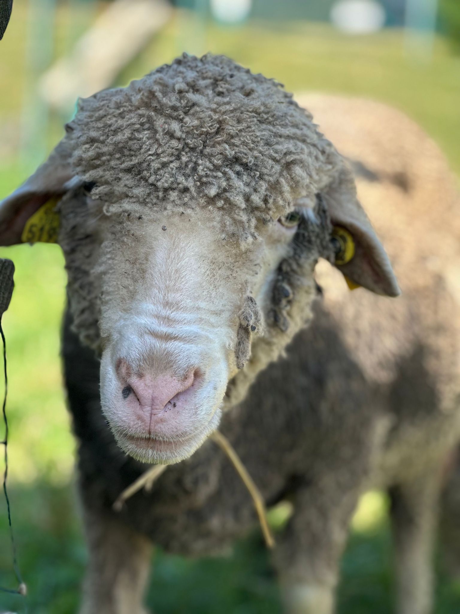 Mon petit poney ! - Image 2