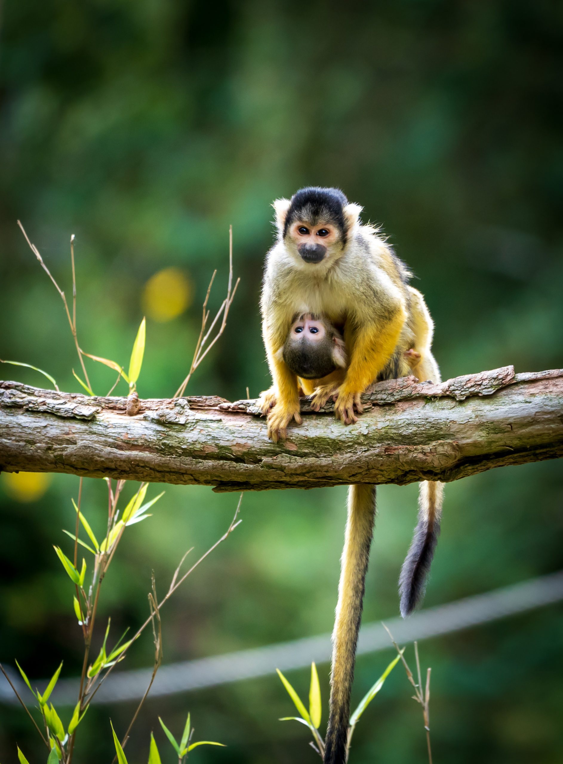 Parc à la loupe 10/12 ans - Image 1