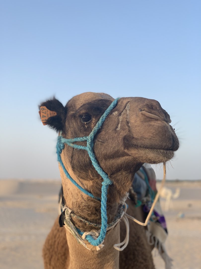 Du désert à la mer au pays du jasmin - Image 3