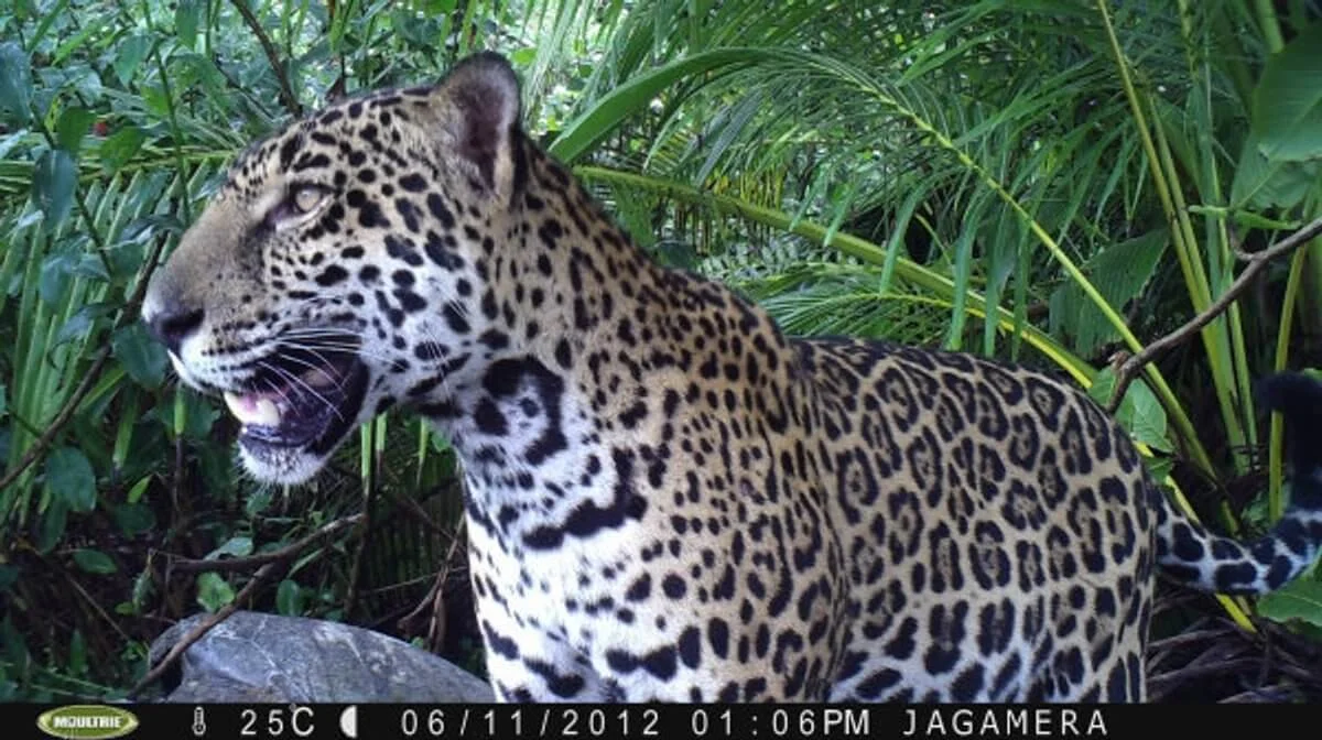 Summer camp : protection des tortues marines au Costa Rica - Image 3