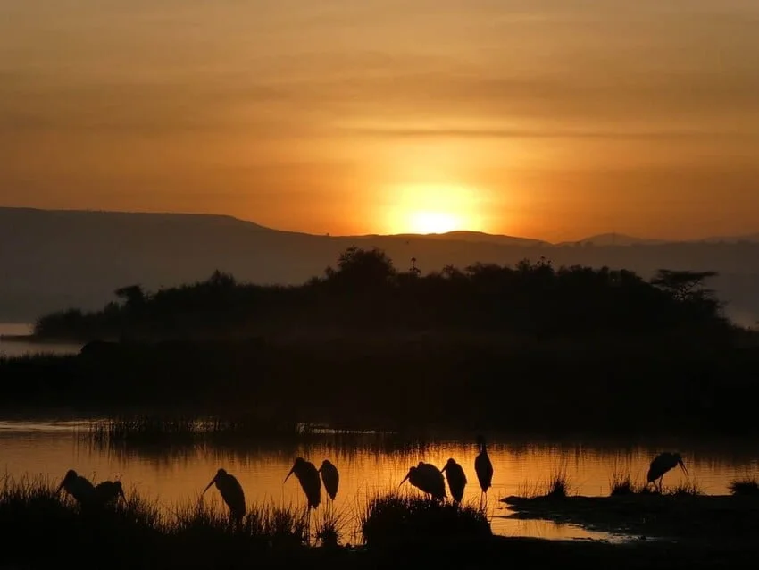 Summer camp : projet éducatif et protection des girafes au Kenya - Image 3