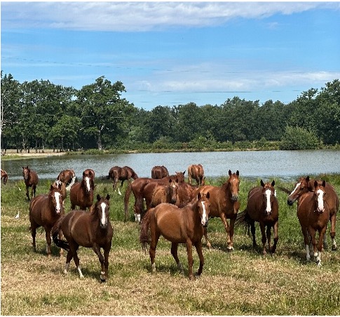 Vacances en Sologne - Image 1