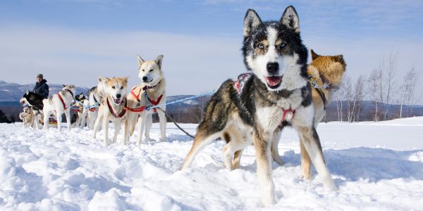 Chippewa Traîneaux Aventures - Image 2