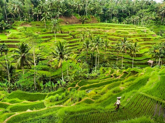 Bali - l'île des Dieux - Image 3