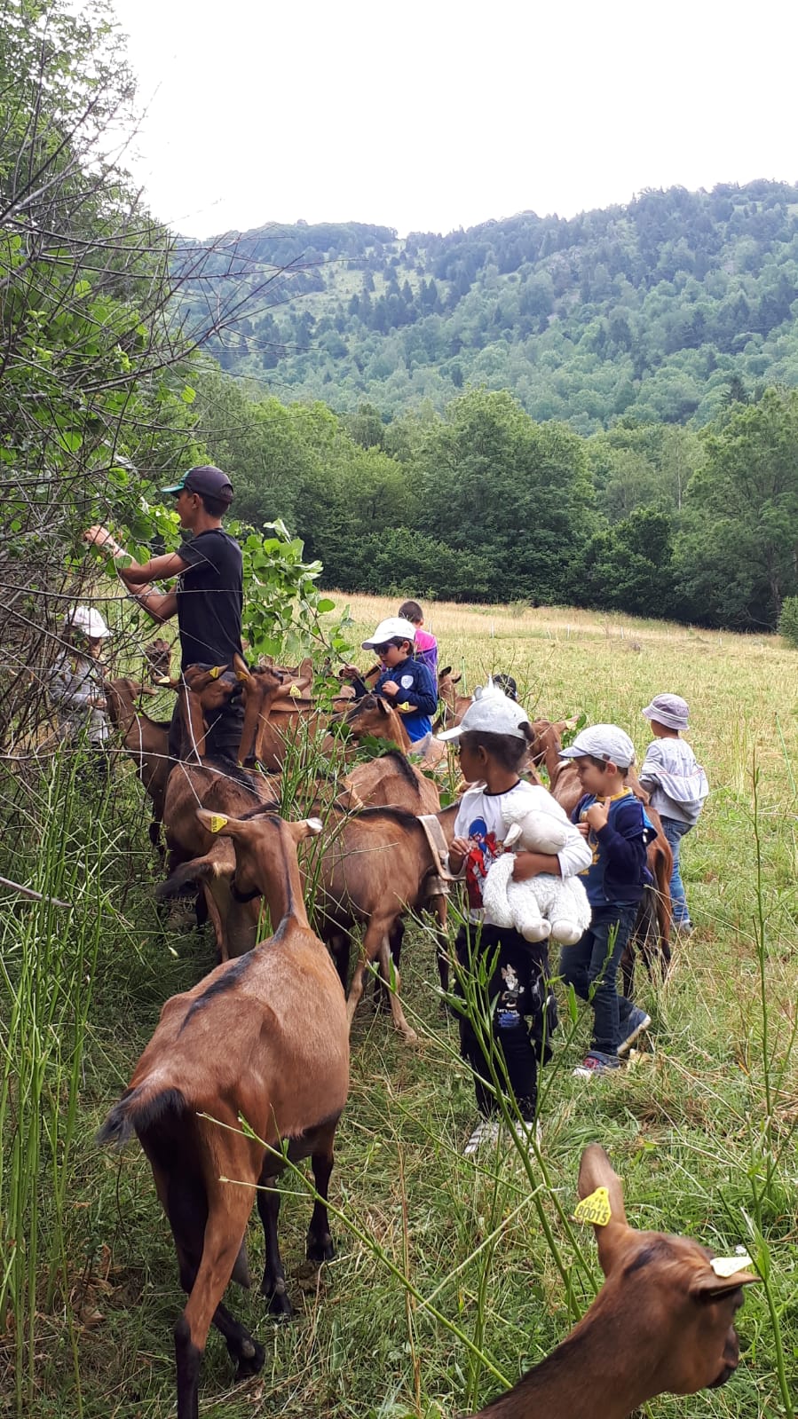 Petit esquimau - Image 2