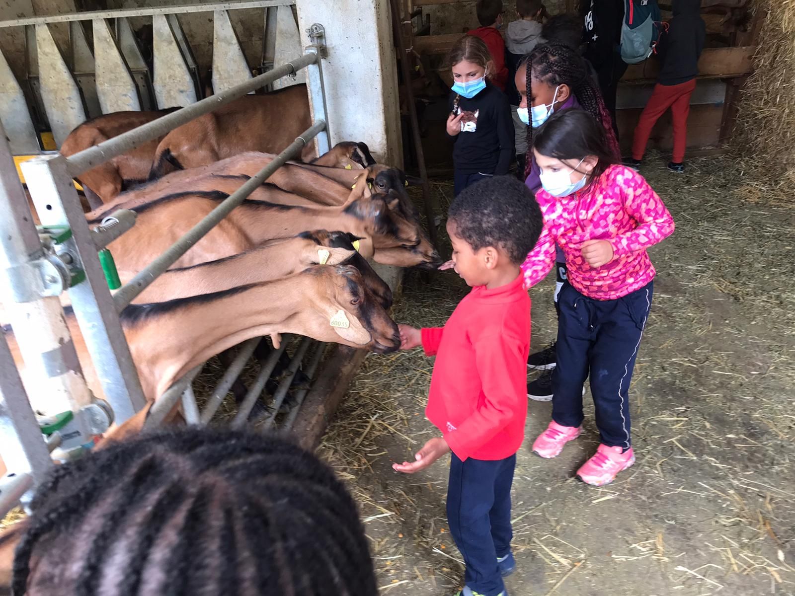 Petit esquimau - Image 3