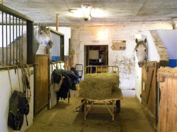 Séjours classiques 100% équitation ! 8/11 ans - Image 3