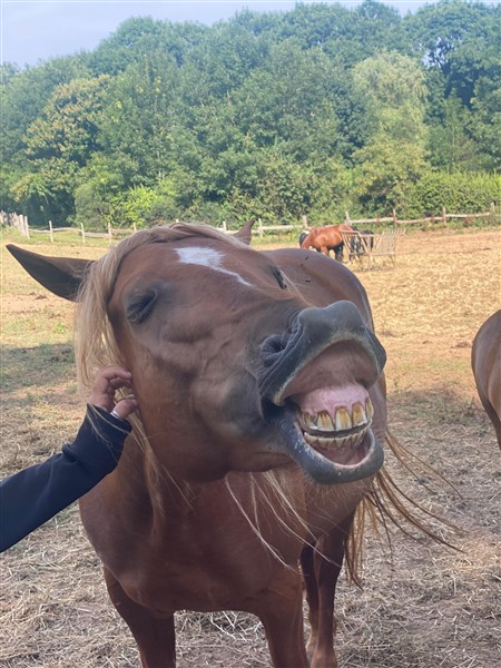 Les petits fermiers-cavaliers - Image 3