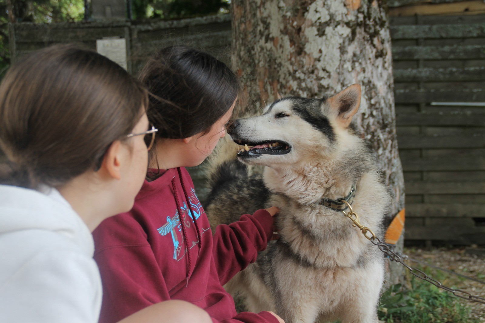 Cani rando (ETE) - Image 3