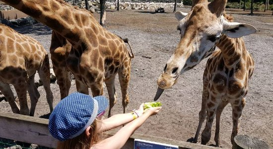 Cap Océan à Arcachon 6/9 ans - Image 1