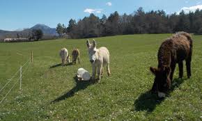 les Z'artistes - Image 1