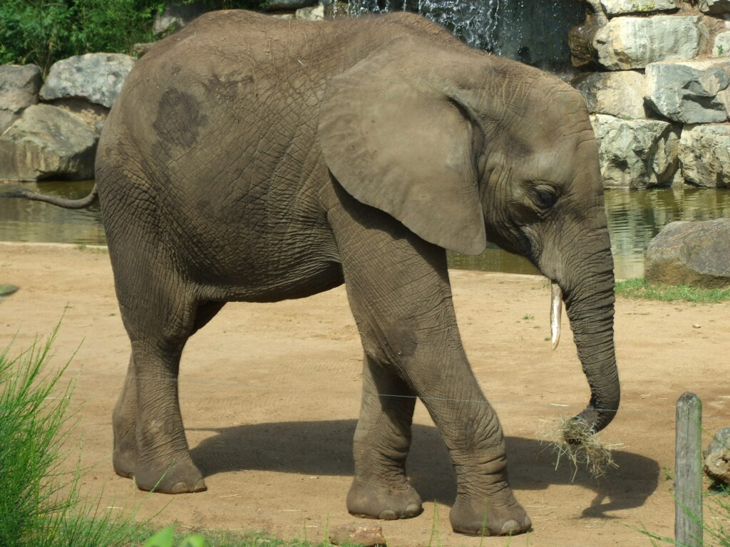 MA COLO AU ZOO DE LA FLÈCHE - Image 3