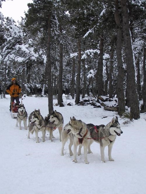 Mushers d'Auvergne (14-17 ans) - Image 2