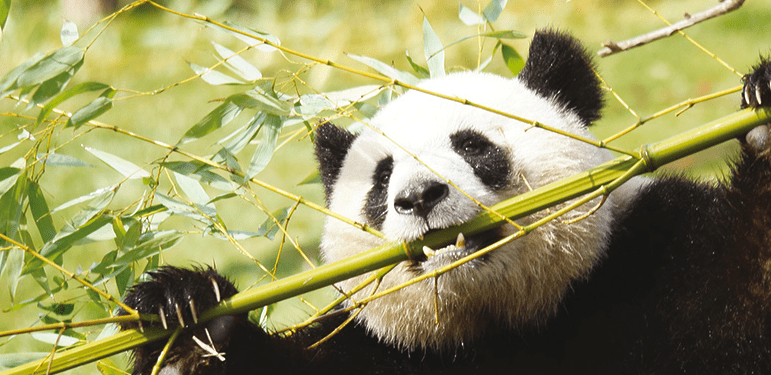 Animaux du monde - Image 1