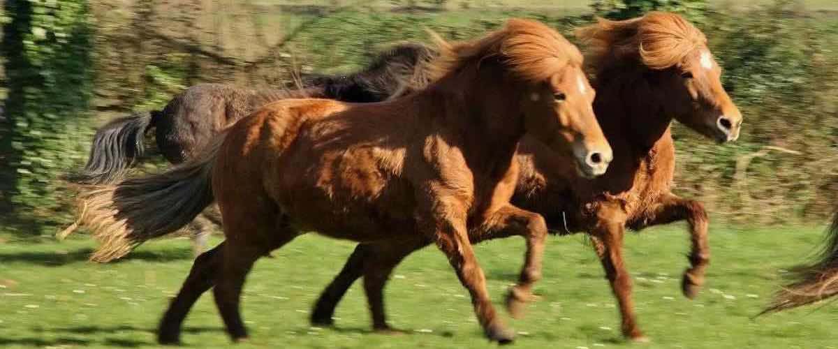 Colonie de vacances poney passion ados - Image 2