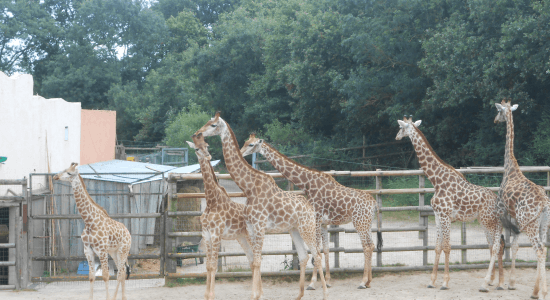 Colonie de vacances Zoos en Folie