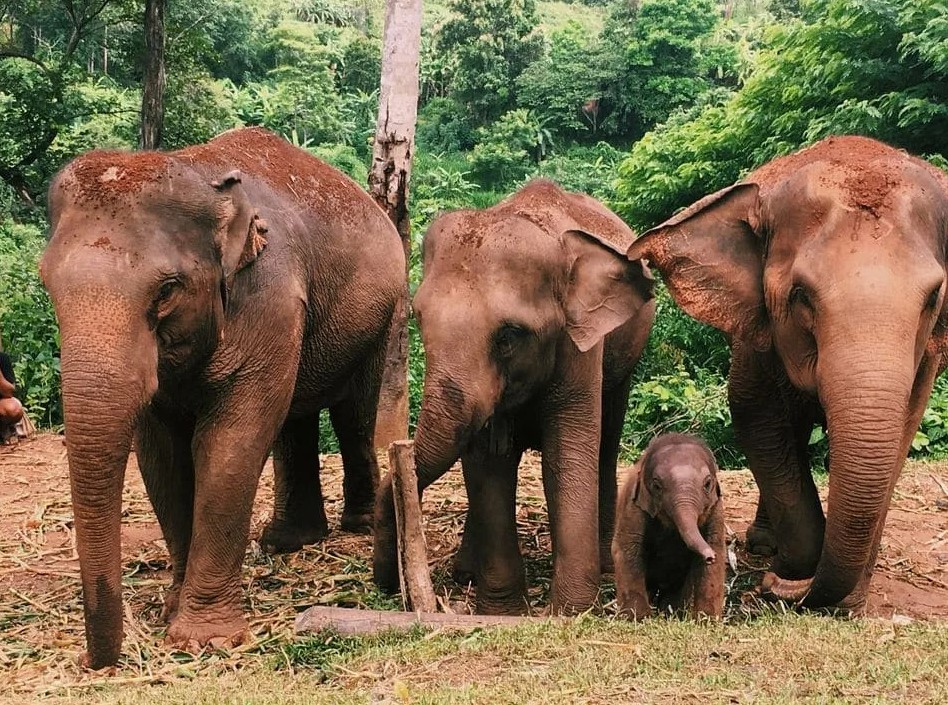 Summer camp : Projet humanitaire et protection des éléphants en Thailande
