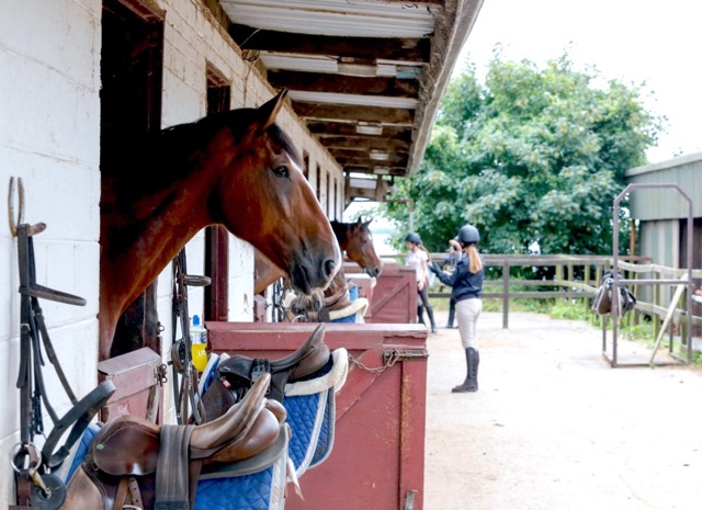 Académie équitation en Haute-Vienne - printemps - Image 3