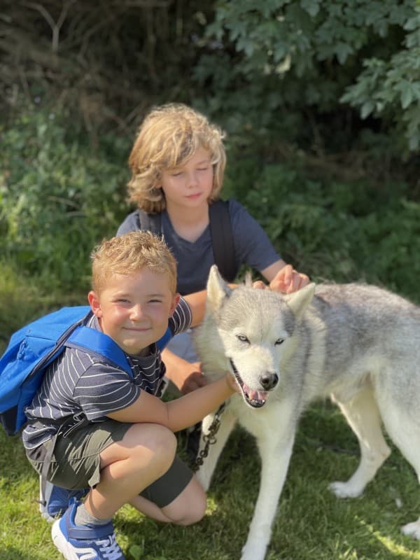 Mes amis les chiens nordiques en Haute Vienne