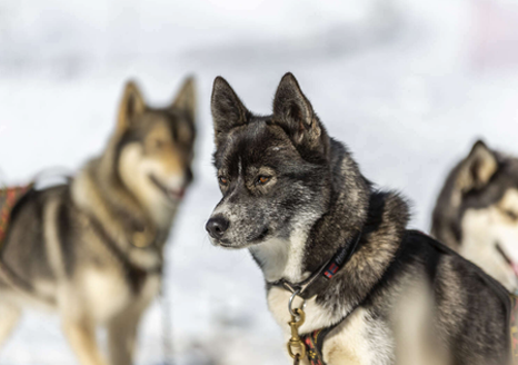 Mes amis les chiens nordiques - Aventures à la montagne !  - Image 2