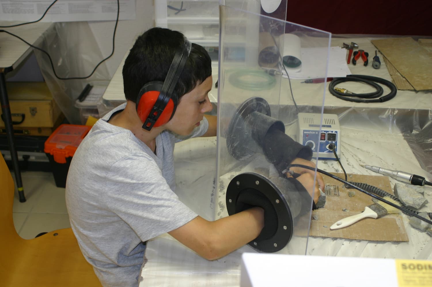 Découverte de reptiles marins - Image 3