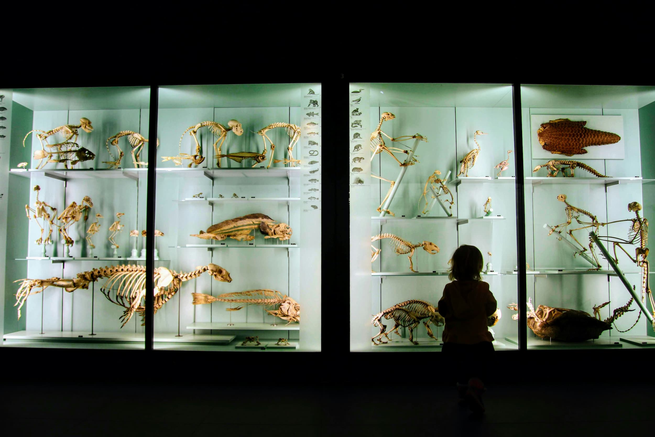 Au Temps des Dinosaures