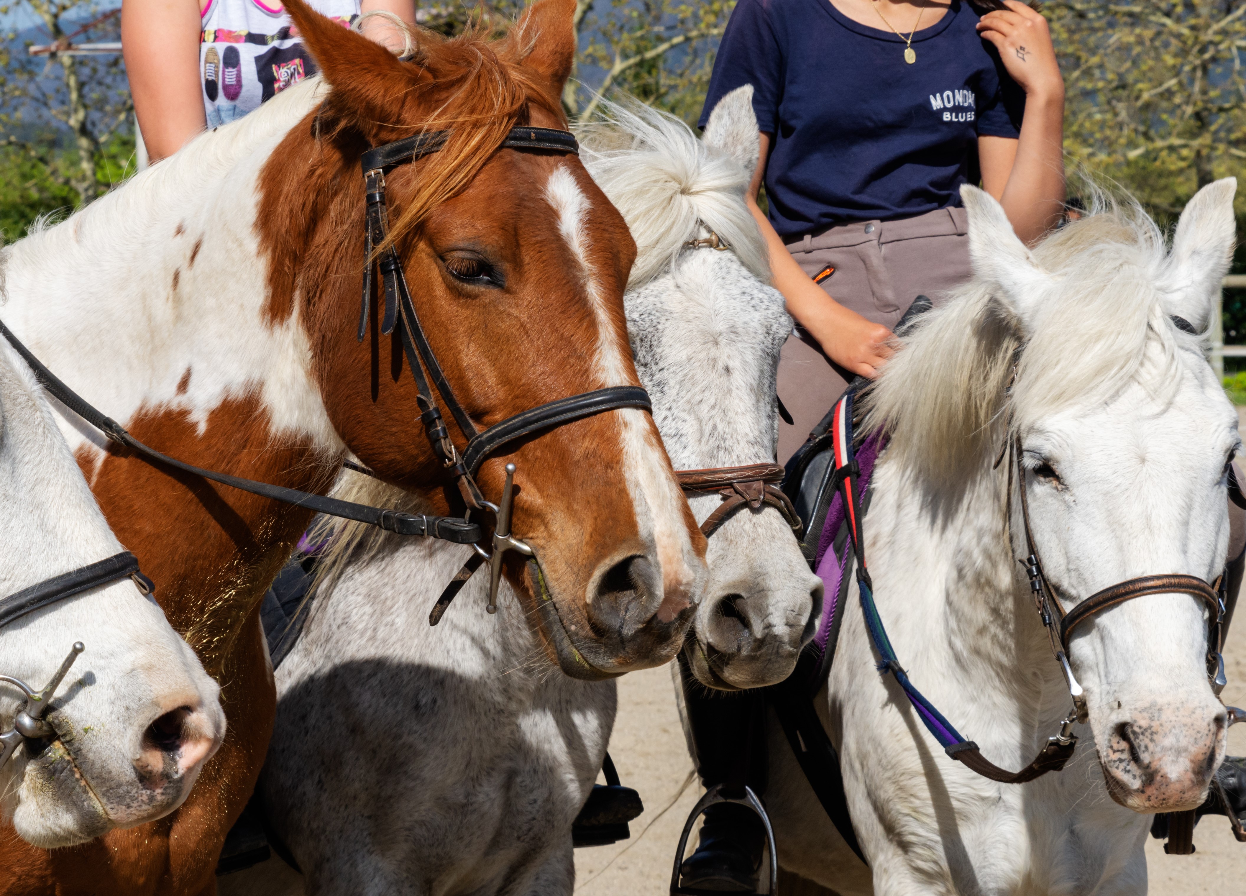 Equitation nature 10-14 ans - Image 3