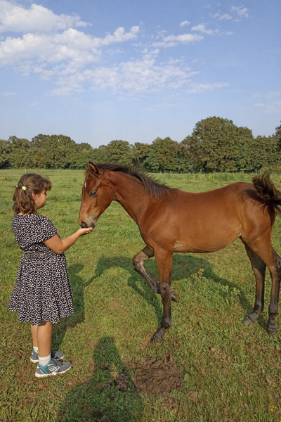 Immersion équestre en Bretagne – petit groupe & ambiance familiale
