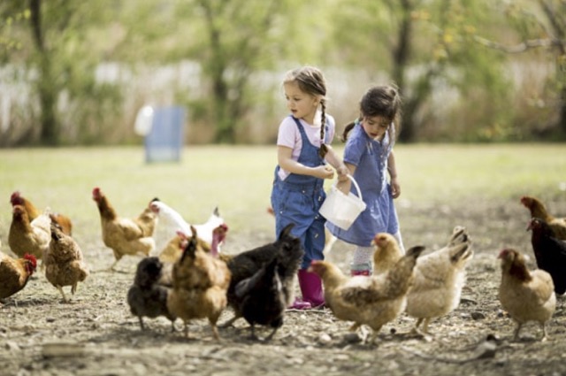 Vacances à la ferme (6-12 ans)
