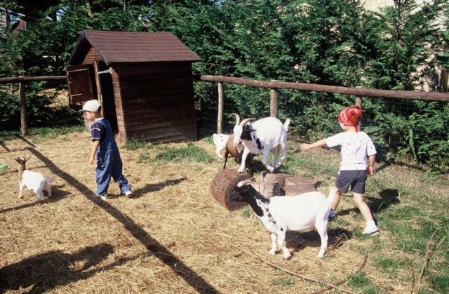 Colonie de vacances poney et petit fermier dans l'Yonne - Image 1